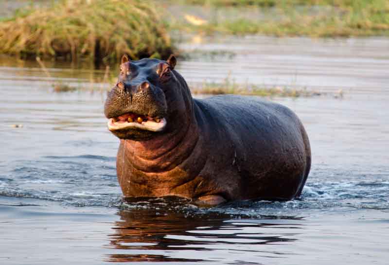 71 - Botswana - hipopotamo - parque nacional de Chobe